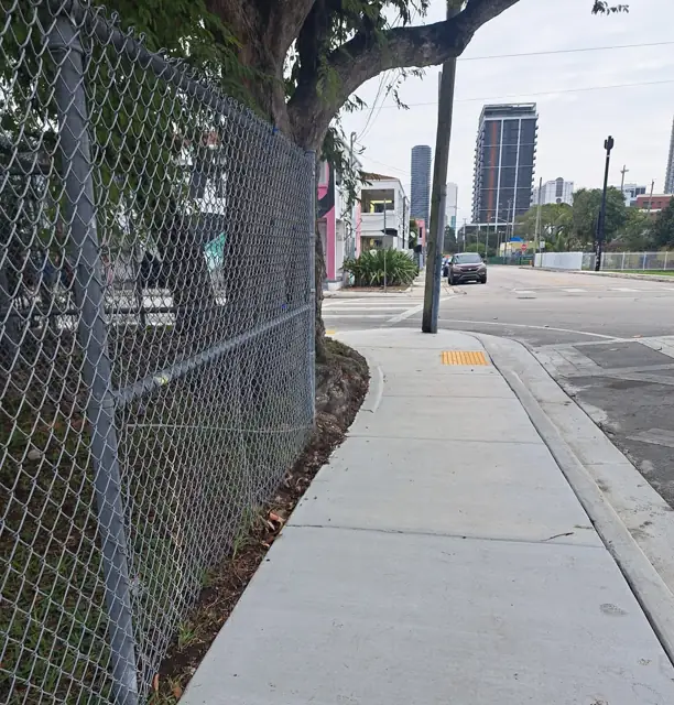 City of Miami Sidewalk Improvements: After: new walk curving around a mature tree